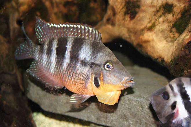 freshwater fish - thorichthys meeki - firemouth cichlid stocking in 400 gallons tank - Firemouth Cichlid
Name: "Reggie"

Doesn't really like humbug, or anything else for that matter.

Has many offspring.

Did bite the cat once when the cat fell in the bath where Reggie was enjoying  some quality time during tank maintenance.