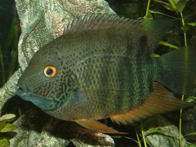 freshwater fish - heros serverus - green severum stocking in 400 gallons tank - Green Severum
Name: "Sevvy"
Size: 10"

Really silly fish, they hide up and ponce around all the time. They do headstands and like to bite hairs of your arms when you clean em out.

He lives with guppies, platies, swordtails, "Roger" (ram), neons, etc.
Bearing in mind some of his tankmates are smaller than his eye, he has never eaten any of them (except by accident if they happen to be attached to a bloodworm).

However one issue, he absolutely HATES keyhole cichlids and will shred them if given half the chance. 
Even holding a photo of one up against the tank sets him off. Got no idea why.
These fish really are very, very silly.