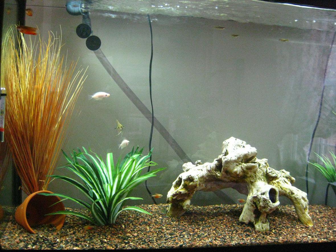 65 gallons freshwater fish tank (mostly fish and non-living decorations) - Left Side Zoom