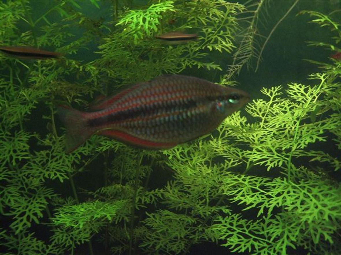 freshwater fish - glossolepis incisis - red irian rainbow stocking in 130 gallons tank - Red Rainbow Fish (juvenile)