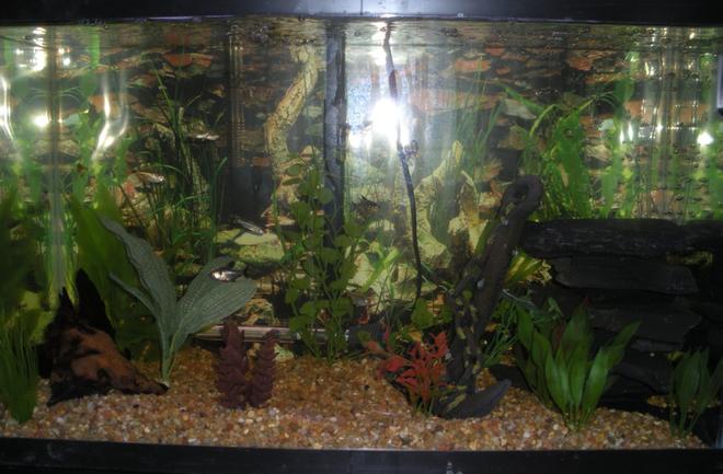 20 gallons freshwater fish tank (mostly fish and non-living decorations) - 29 gal with two 20 gallon filters a tetra whisper and a marineland penguin bio wheel, fake plants, petco pebble beach gravel, black slate, tetra airpump with airstone wedged under slate, slate wall background

fish: small pleco, 4 penguin tetra, 4 lemon tetra, 4 buenos aeres tetra, 2 rummy nose tetra, 2 pristilla tetra, 1 black phantom tetra