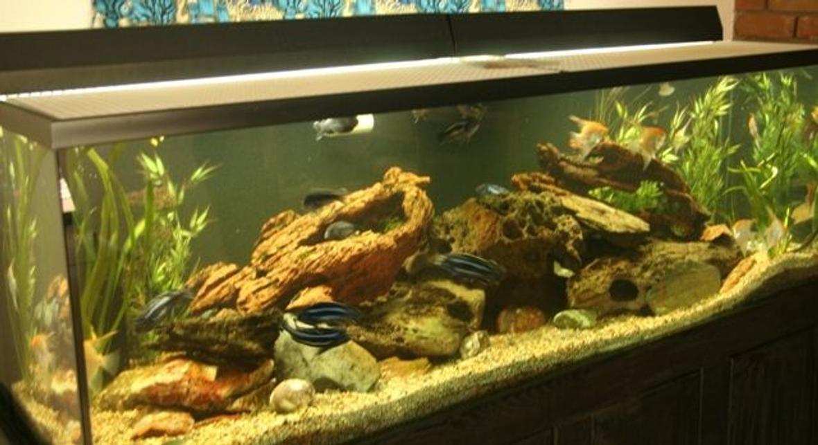 250 gallons freshwater fish tank (mostly fish and non-living decorations) - 250 gal