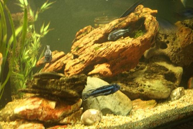 freshwater fish - melanochromis cyaneorhabdos - maingano cichlid stocking in 250 gallons tank - side view