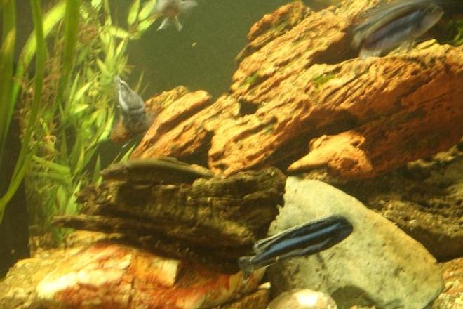 freshwater fish - melanochromis cyaneorhabdos - maingano cichlid stocking in 250 gallons tank - sideview 2