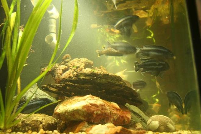 freshwater fish - melanochromis cyaneorhabdos - maingano cichlid stocking in 250 gallons tank - more fish