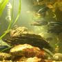 freshwater fish - melanochromis cyaneorhabdos - maingano cichlid stocking in 250 gallons tank - more fish