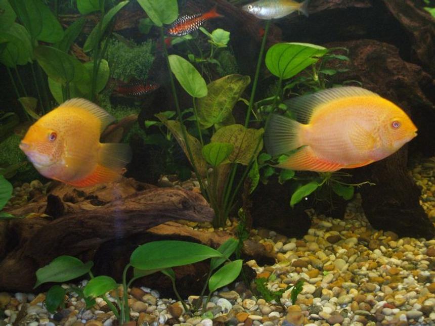 Rated #1285: Freshwater Fish - Heros Serverus - Gold Severum Stocking In 100 Gallons Tank - my two red spot severums and in the background one of my boesemen rainbow fish and a couple of my Odessey barbs