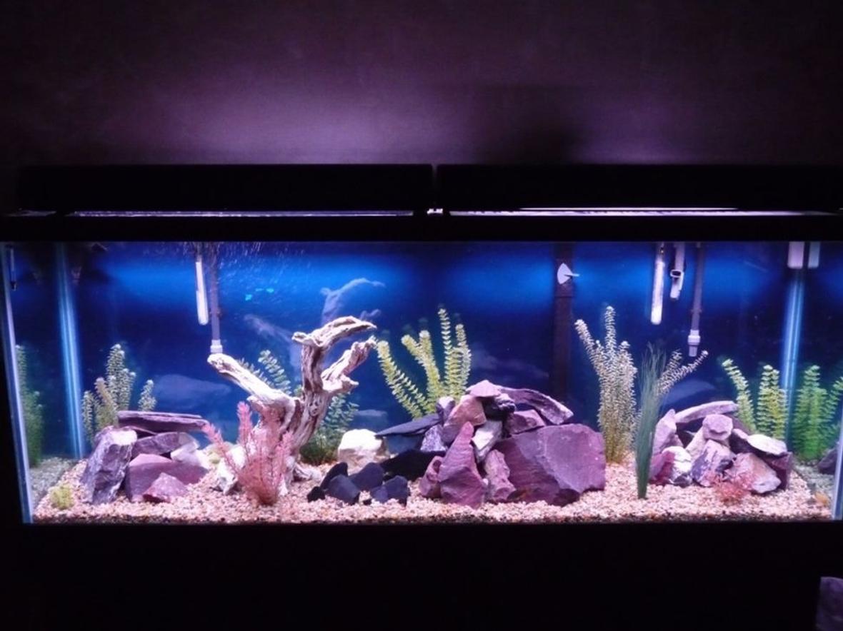 fish tank picture - 150 gallon