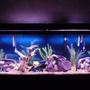 fish tank picture - 150 gallon