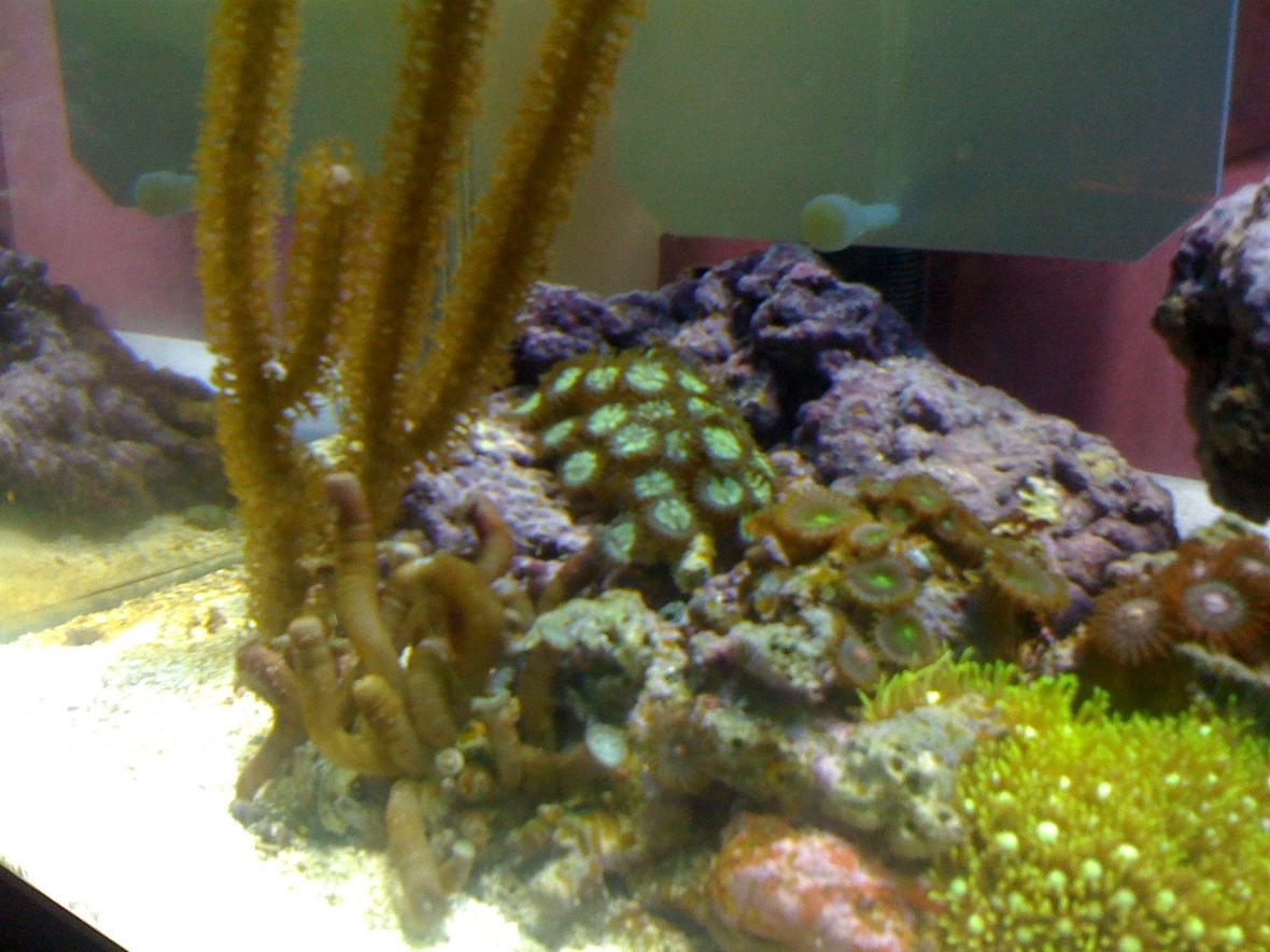 corals inverts - briareum sp. - starburst polyp stocking in 20 gallons tank - New Refugium