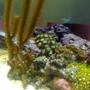 corals inverts - briareum sp. - starburst polyp stocking in 20 gallons tank - New Refugium