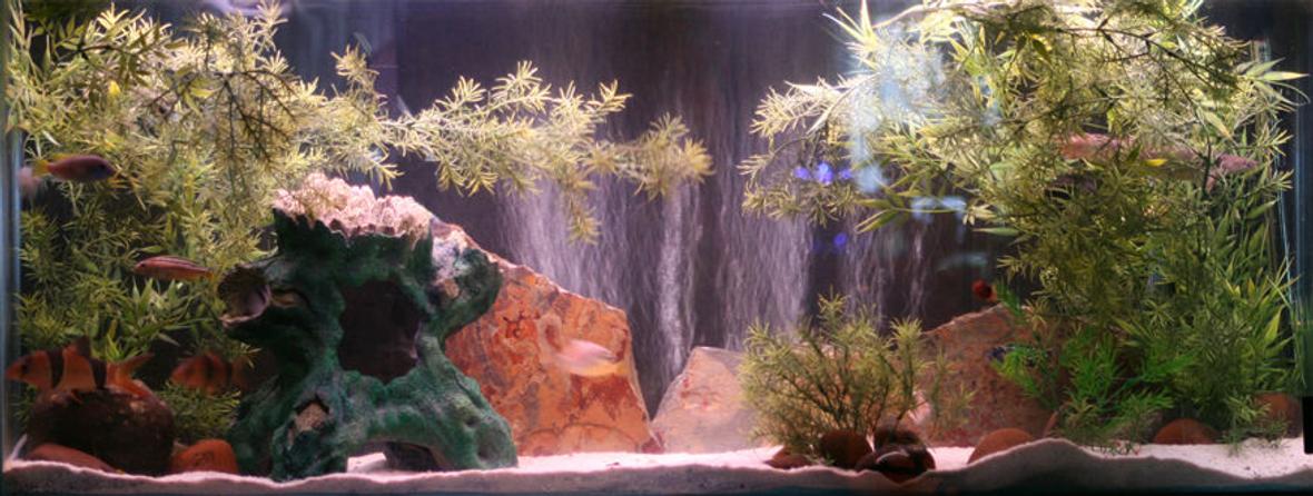 55 gallons freshwater fish tank (mostly fish and non-living decorations) - 8 Cichlids, 2 Clown Loaches, 1 sengal bichir, 6 apple snails, 2 chinese algae eaters, 3 silver dollars, 1 Otocinclus . Sand bottom, with slate, river rock, tree, and fake plant decorations