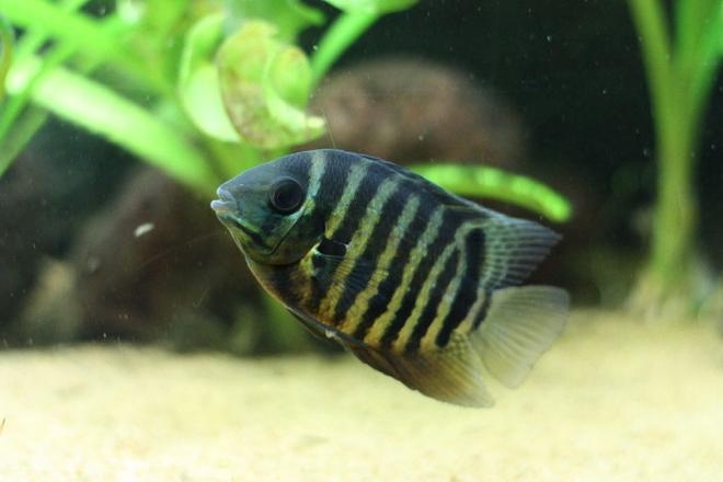 freshwater fish - heros serverus - green severum stocking in 350 gallons tank - Heros severum