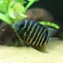 freshwater fish - heros serverus - green severum stocking in 350 gallons tank - Heros severum
