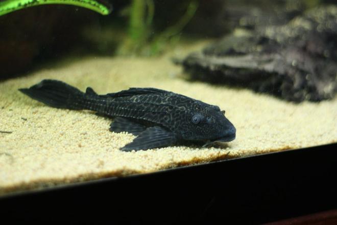 freshwater fish - glyptoperichthys gibbiceps - sailfin pleco (l-83) stocking in 350 gallons tank - Pleco