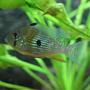 freshwater fish - acarichthys heckelii - thread-finned cichlid stocking in 350 gallons tank - Heckeli