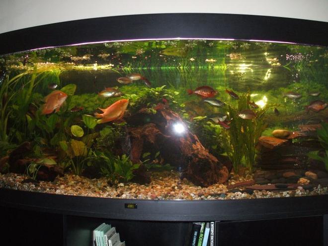 100 gallons planted tank (mostly live plants and fish) - my 5ft  bow fronted jewel tropical tank.