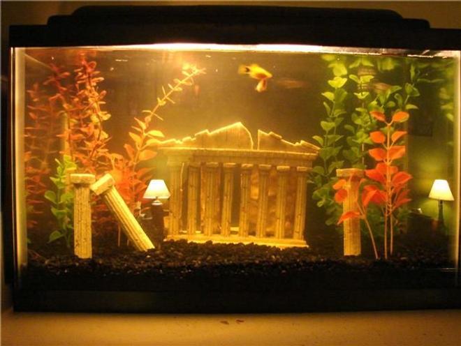 10 gallons freshwater fish tank (mostly fish and non-living decorations) - My first 10g freshwater fish tank, ignore the glare...there is actually no lamps inside the tank, haha.