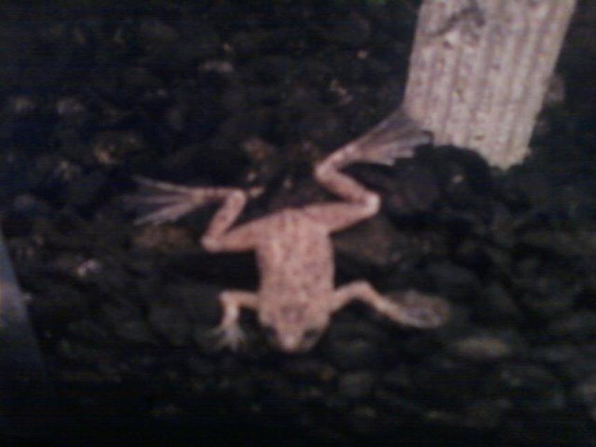 Rated #109: Corals Inverts - Hymenochirus Boettgeri - African Dwarf Frog Stocking In 10 Gallons Tank - My male African Dwarf frog