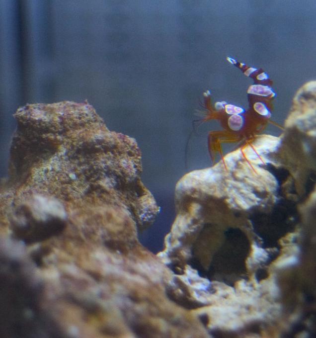 corals inverts - thor amboinensis - sexy anemone shrimp stocking in 26 gallons tank - Mmm. So seeeeeeexy.