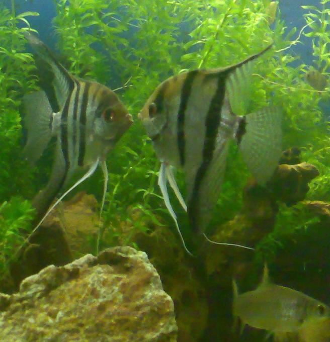 freshwater fish - pterophyllum sp. - silver zebra angel stocking in 100 gallons tank - porn&star 2 angels