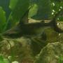 freshwater fish - pangasius suchi - hi-fin pangasius stocking in 100 gallons tank - jonty (hi fin pangasius)