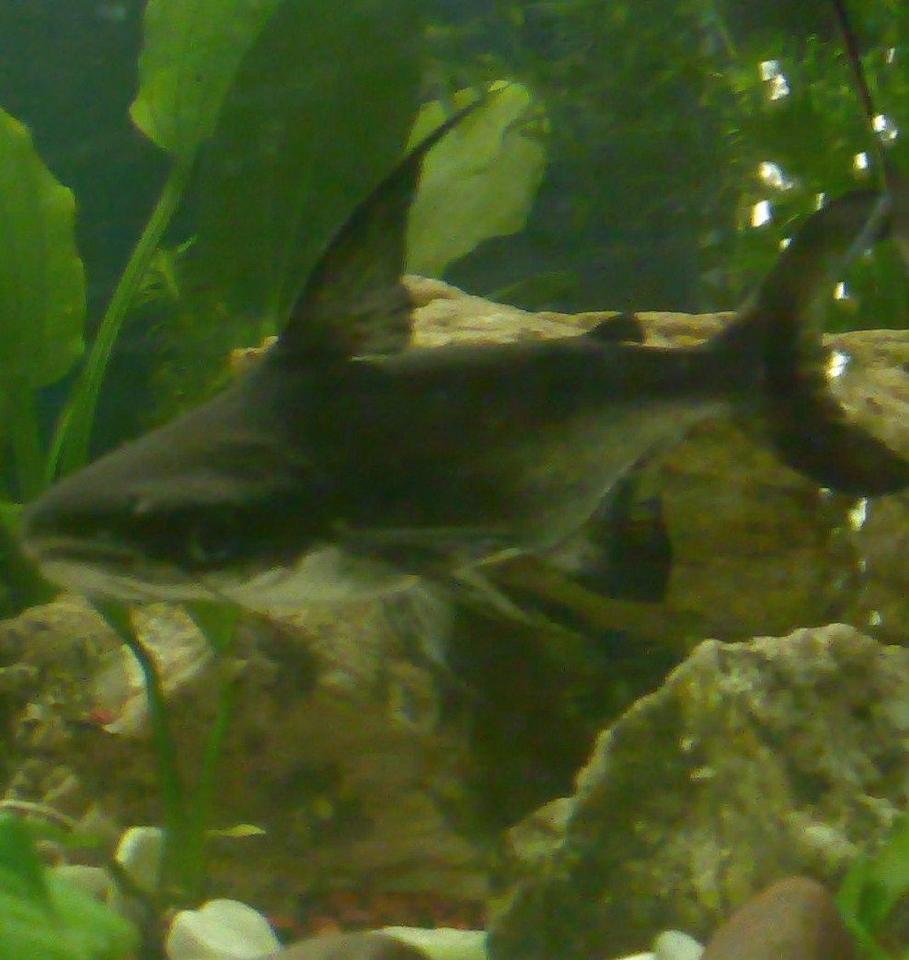freshwater fish - pangasius suchi - hi-fin pangasius stocking in 100 gallons tank - jonty (hi fin pangasius)