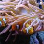corals inverts - heteractis crispa - sebae anemone stocking in 34 gallons tank - Clowns