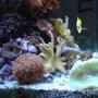 corals inverts - trachyphyllia geoffroyi - brain coral stocking in 34 gallons tank - Left Side