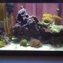 20 gallons reef tank (mostly live coral and fish) - tank