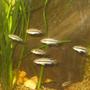 freshwater fish - pelvicachromis pulcher - kribensis cichlid stocking in 400 gallons tank - Kribensis Cichlid (Juvenille)