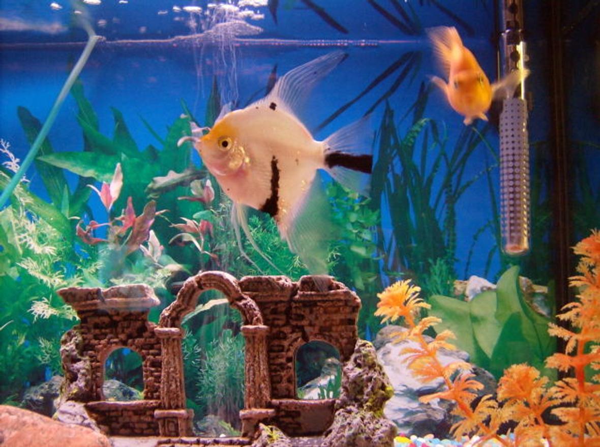 freshwater fish - pterophyllum sp. - white blushing angel stocking in 30 gallons tank - angelfish