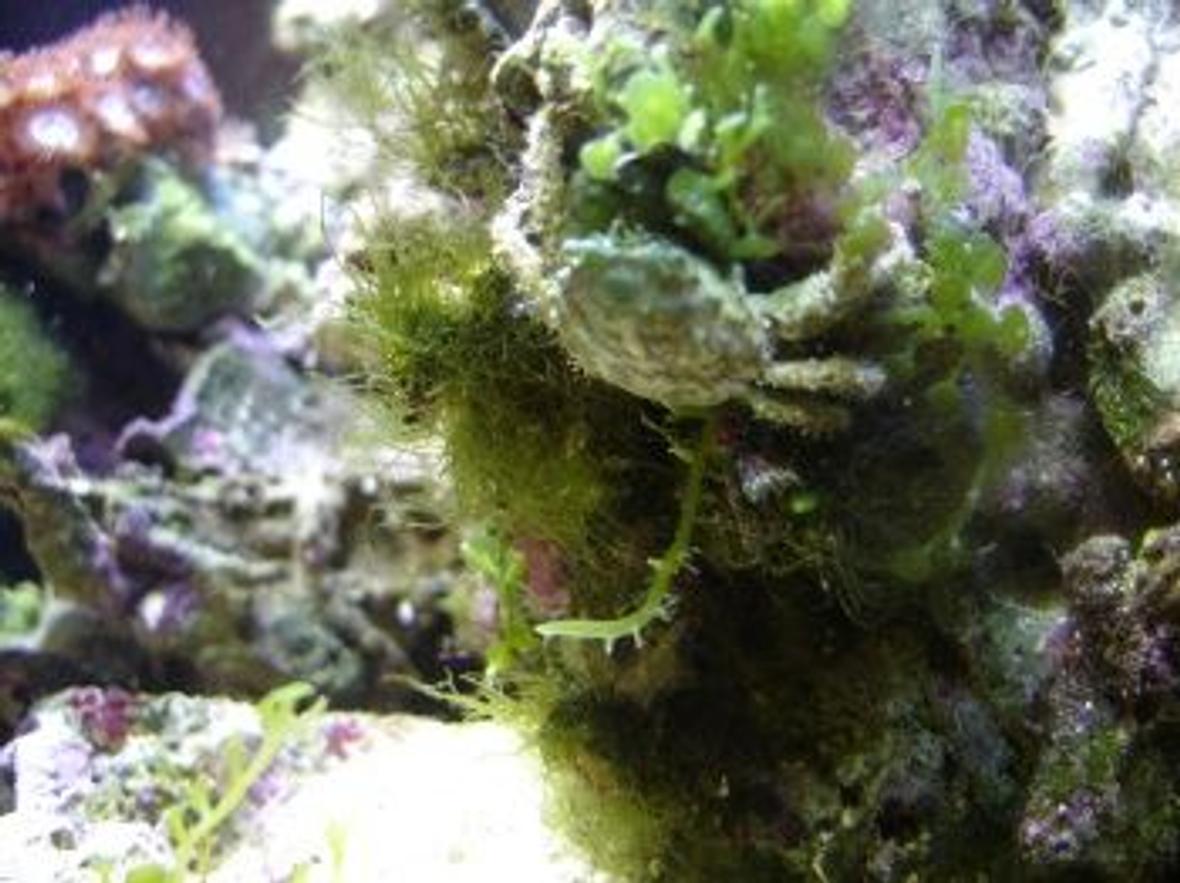 corals inverts - mithrax sculptus - emerald crab stocking in 14 gallons tank - Emerald Crab