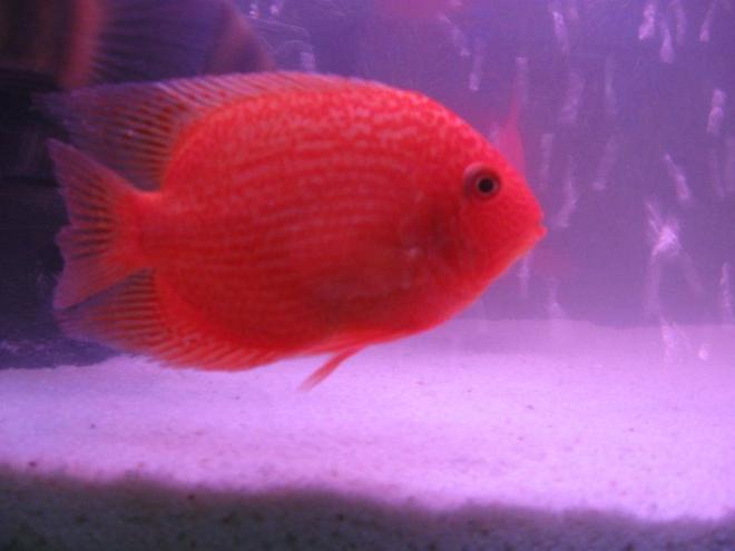 freshwater fish - heros serverus - gold severum stocking in 6 gallons tank - saverum