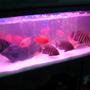 6 gallons freshwater fish tank (mostly fish and non-living decorations) - my fish tank