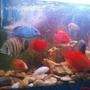 freshwater fish - tilapia buttikoferi - buttikoferi cichlid stocking in 6 gallons tank - old setup