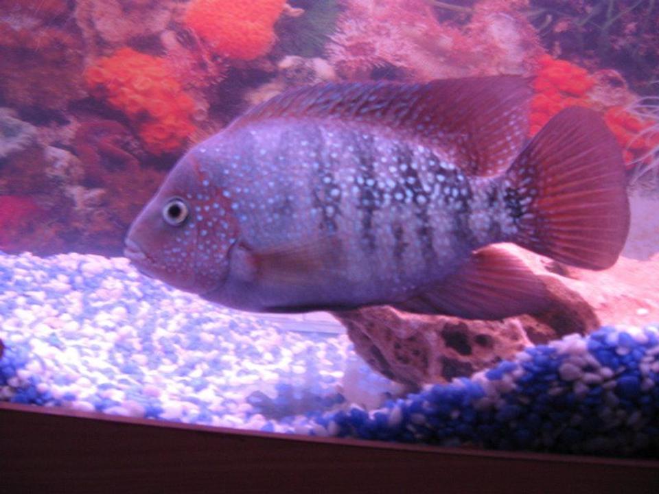 freshwater fish - cichlasoma synspilum - redheaded cichlid stocking in 6 gallons tank - synspilum