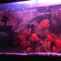 6 gallons freshwater fish tank (mostly fish and non-living decorations) - angels with cichlids