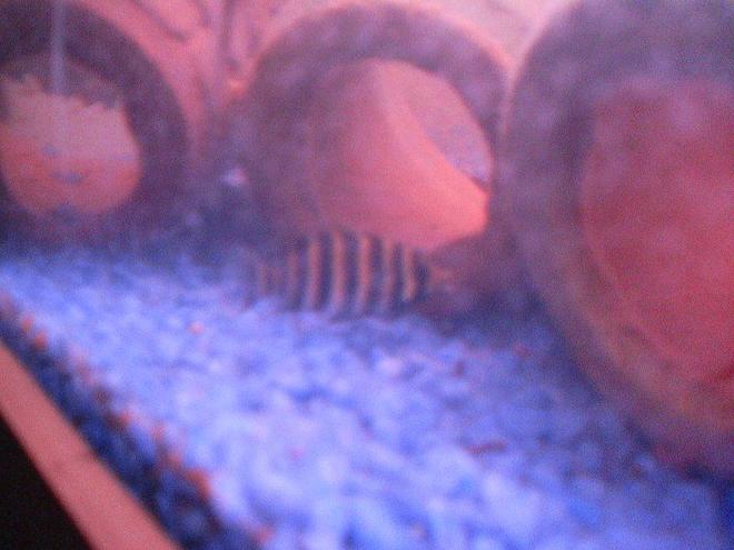 freshwater fish - tilapia buttikoferi - buttikoferi cichlid stocking in 6 gallons tank - childhood of buttikoferri