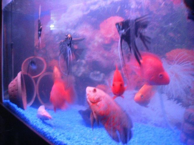 freshwater fish - astronotus ocellatus - red oscar stocking in 6 gallons tank - oscar with angels