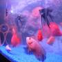 freshwater fish - astronotus ocellatus - red oscar stocking in 6 gallons tank - oscar with angels