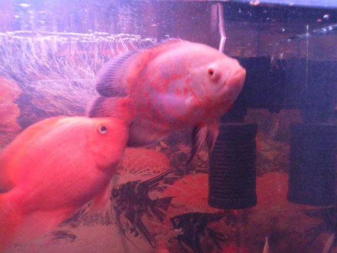 freshwater fish - astronotus ocellatus - red oscar stocking in 6 gallons tank - my oscar