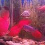 freshwater fish - heros severus x amphilophus citrinellum - blood parrot stocking in 6 gallons tank - parrot cichlids