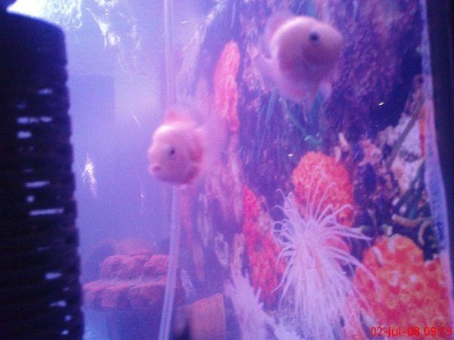 freshwater fish - archocentrus nigrofasciatus - pink convict cichlid stocking in 6 gallons tank - convicts