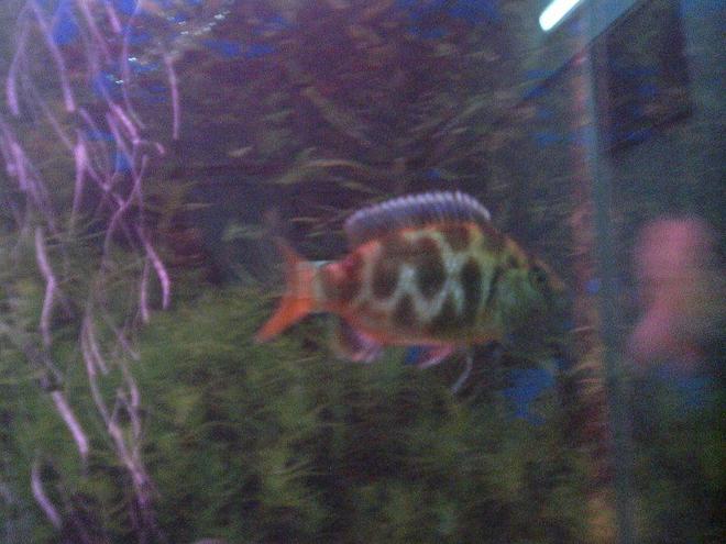 freshwater fish - nimbochromis venustus - venustus cichlid stocking in 6 gallons tank - commando cichlid with ALLAH written on it