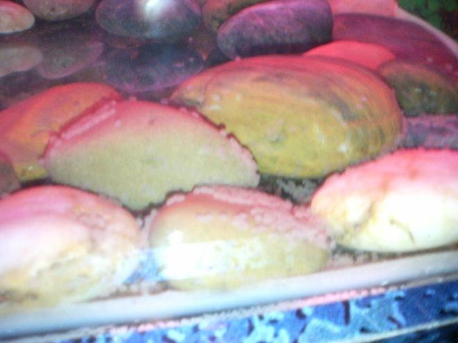 saltwater fish - chiloscyllium sp. - shark egg stocking in 6 gallons tank - cichlids eggs