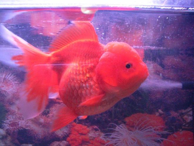 freshwater fish - carassius auratus - red ryukin goldfish stocking in 6 gallons tank - goldy :D