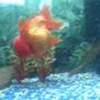 freshwater fish - carassius auratus - oranda goldfish stocking in 6 gallons tank - goldfish