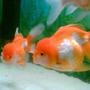freshwater fish - carassius auratus - ryukin goldfish stocking in 6 gallons tank - goldfishes