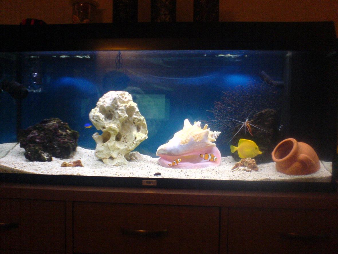 30 gallons saltwater fish tank (mostly fish, little/no live coral) - 30 gallon marine